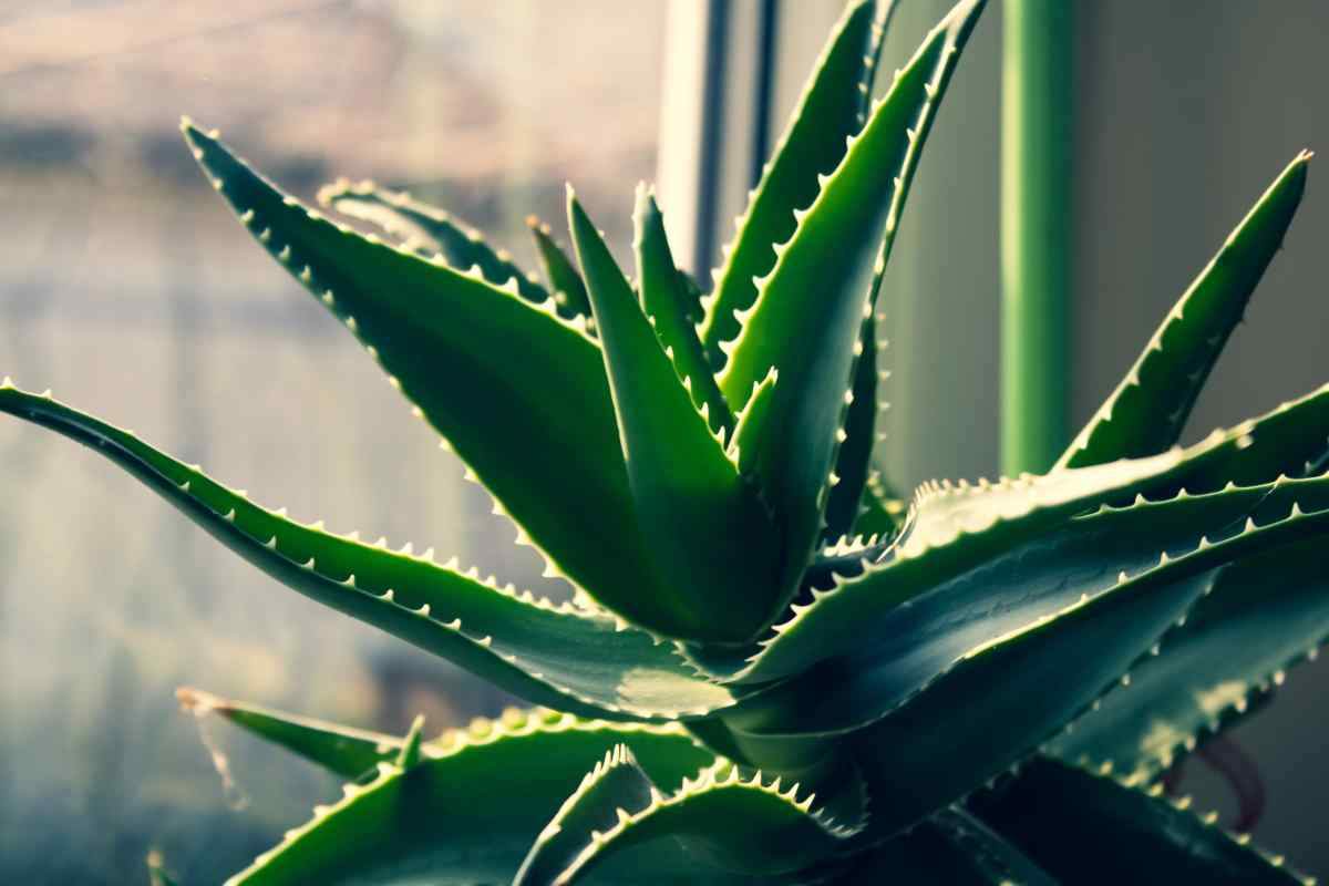 Pianta aloe vera