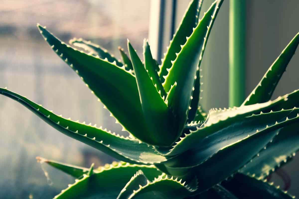 Pianta di Aloe vera