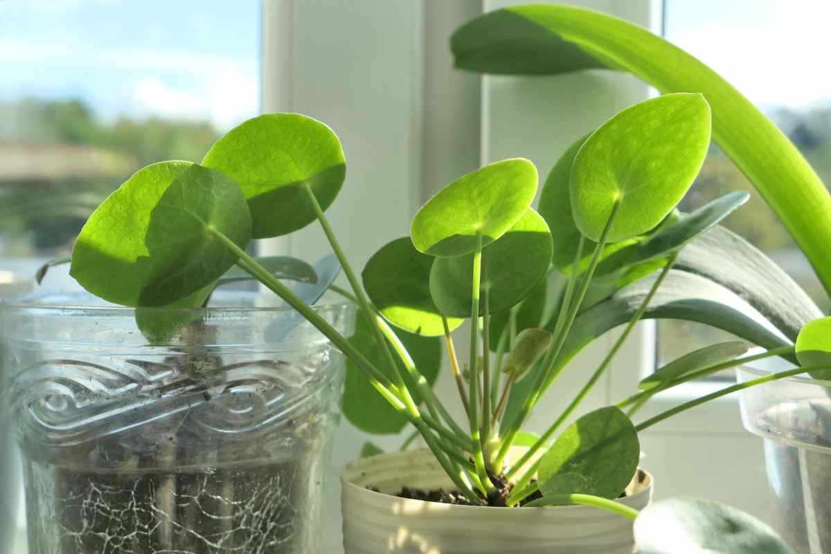 Pilea peperomioides pianta