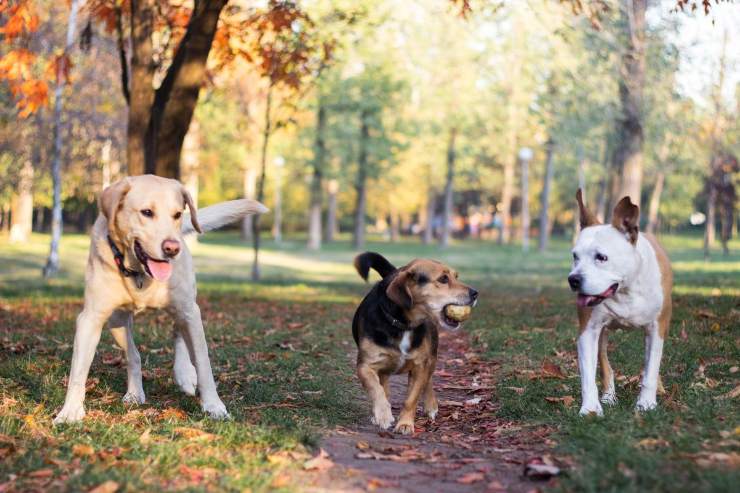 cani al parco