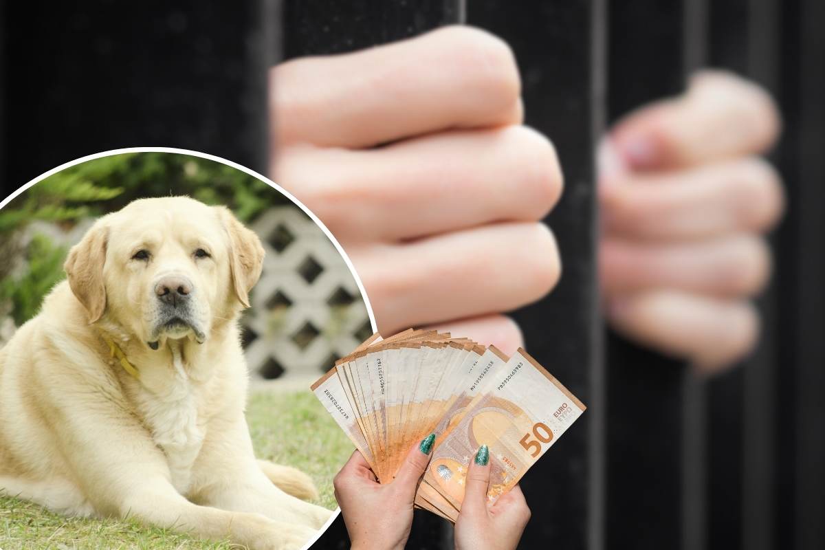 mani dietro le sbarre, cane e banconote