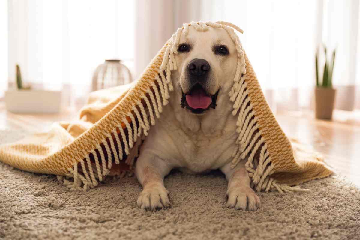 Cagnolino sotto la coperta